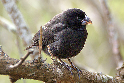 Darwin's Finch