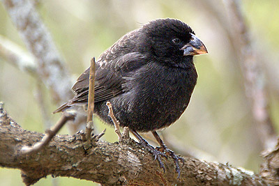 Darwin's Finches