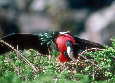 Great Frigatebird