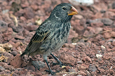 Darwin's Finch