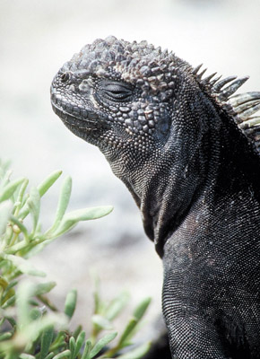 Galapagos marine iguana