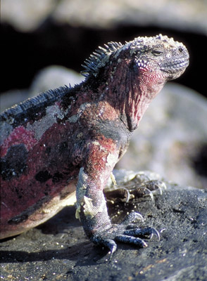 Galapagos marine iguana