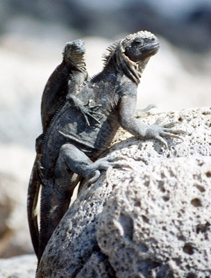 Galapagos marine iguana