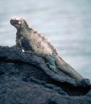 Galapagos marine iguana