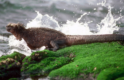 Galapagos marine iguana