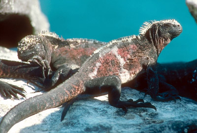 Marine Iguanas - Amblyrhynchus 
							cristatus
