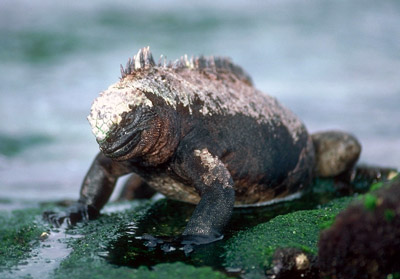 Galapagos marine iguana