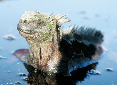 Galapagos marine iguana