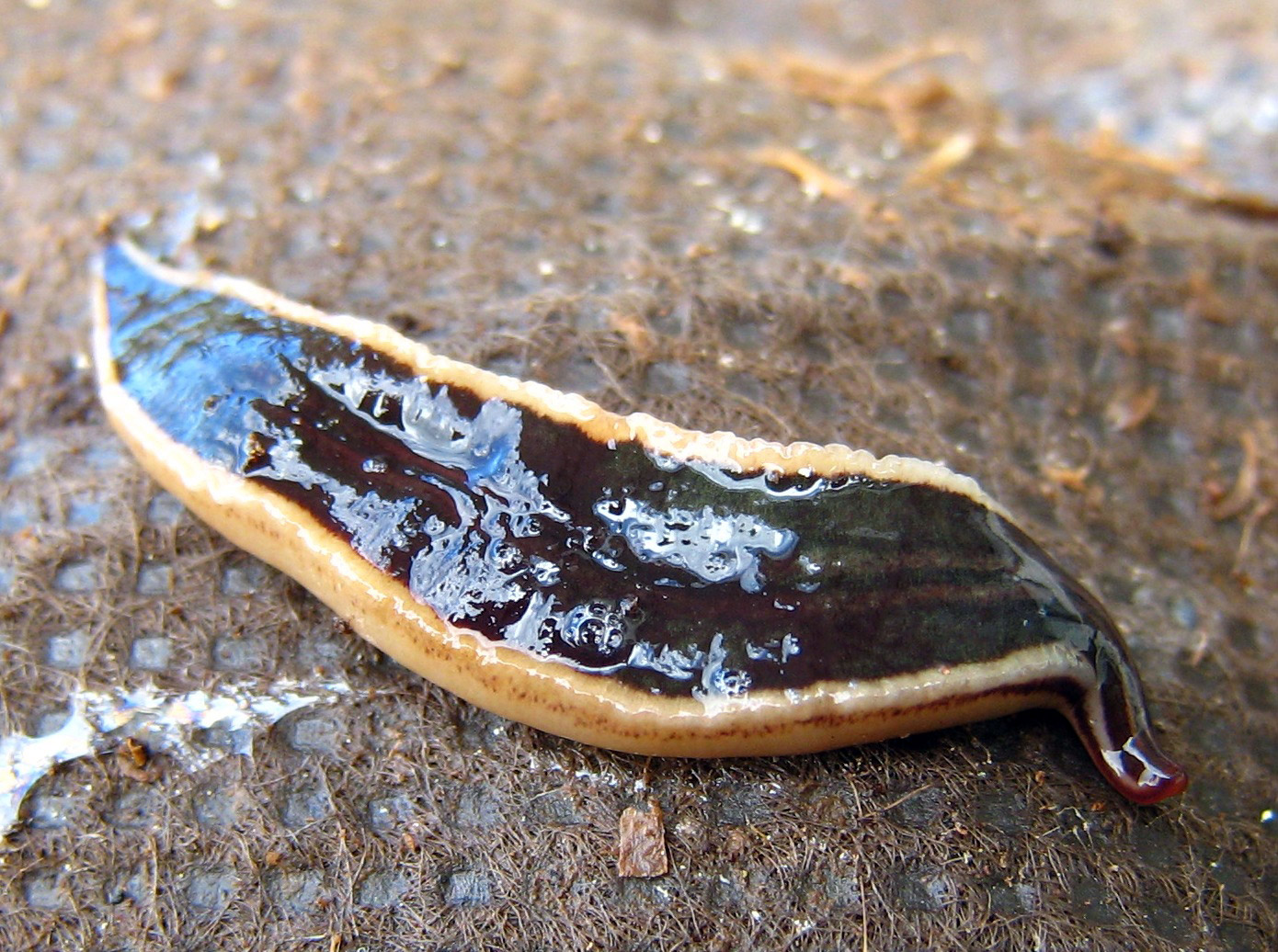 platyhelminthes test