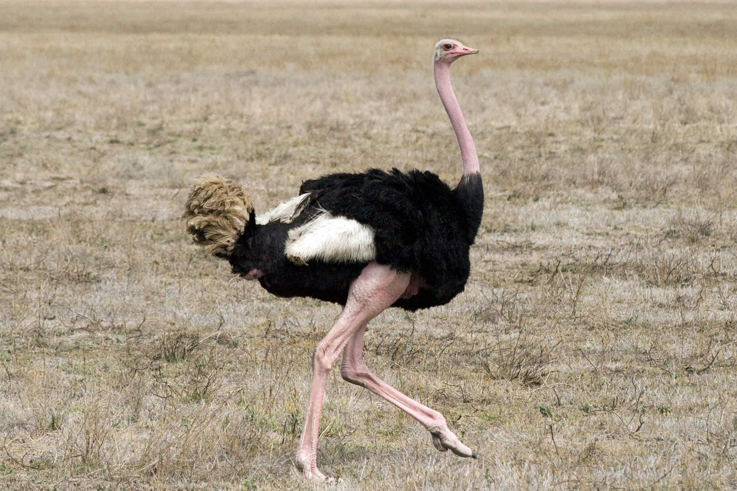 Ostrich, Struthio camelus.