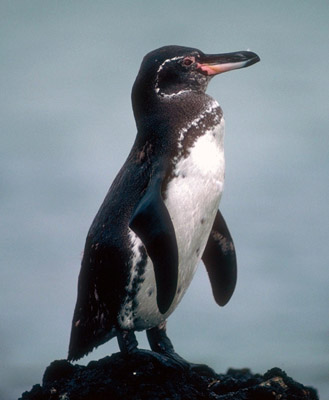 Galapagos Penguin - Sphensicus 
							mendiculus