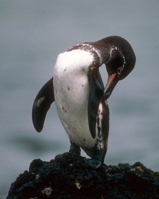 Galapagos penguin