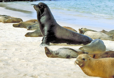 Galapagos Sea Lion