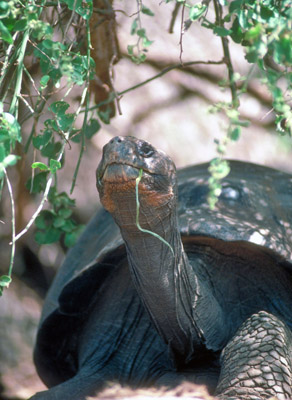 Galapagos tortoise