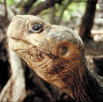 Galapagos tortoise