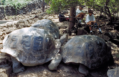 Galapagos tortoise