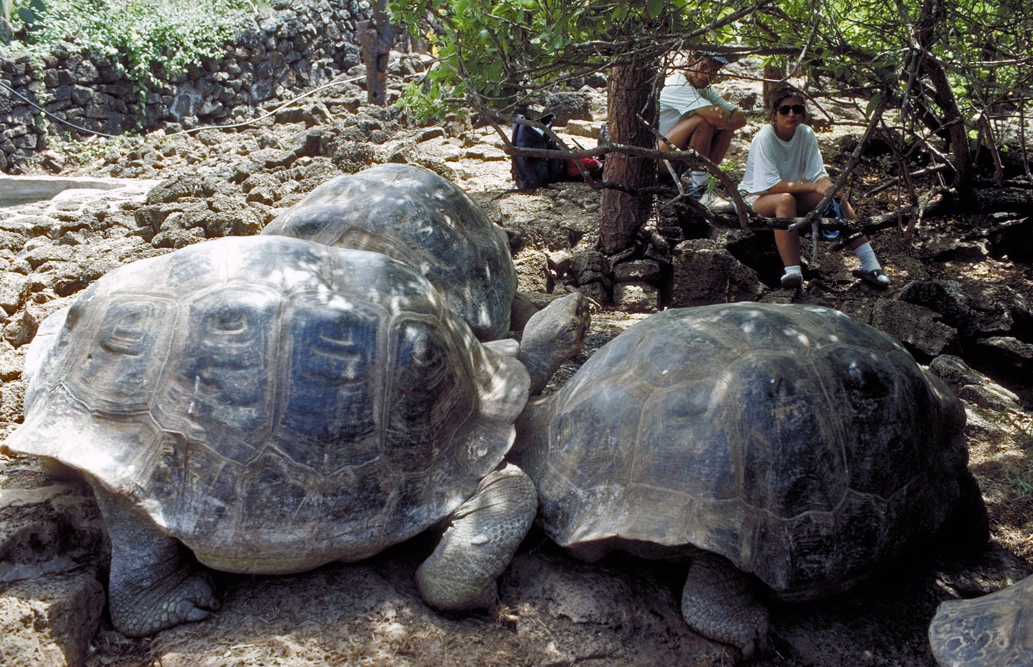 how big is the galapagos tortoise