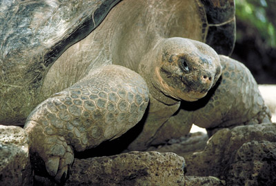 Galapagos tortoise