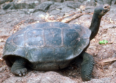 Galapagos tortoise