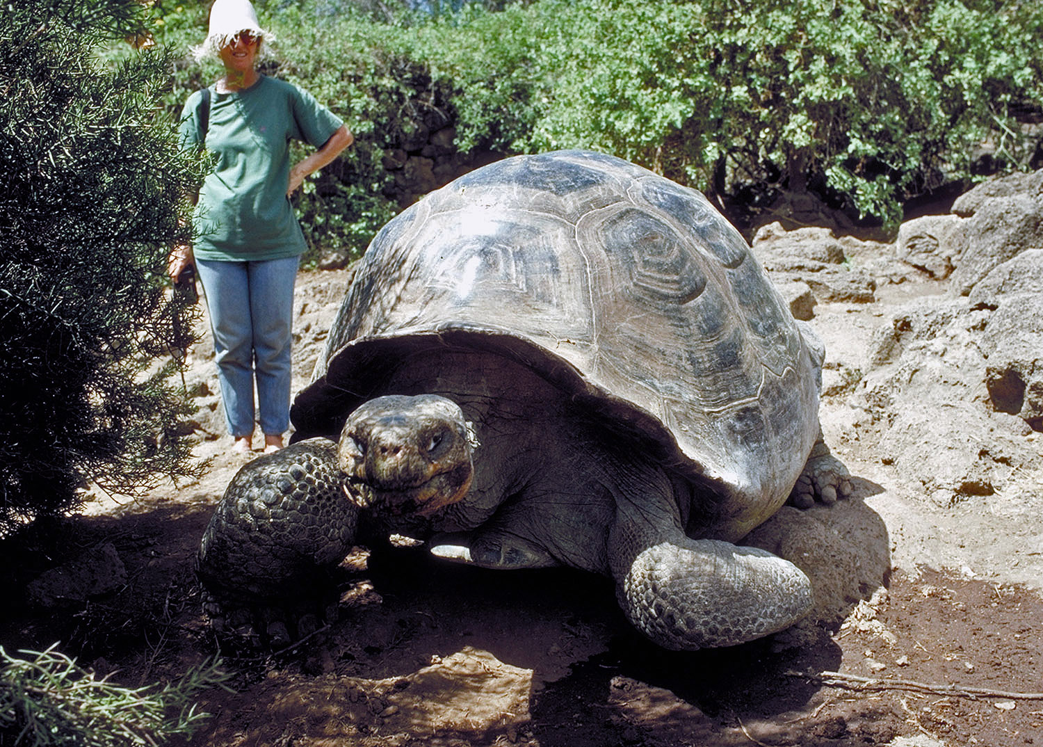 how big is the galapagos tortoise