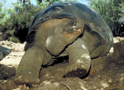 Galapagos tortoise