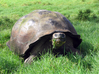 Galapagos tortoise