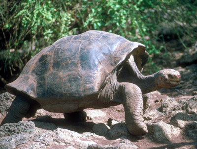 Galapagos tortoise