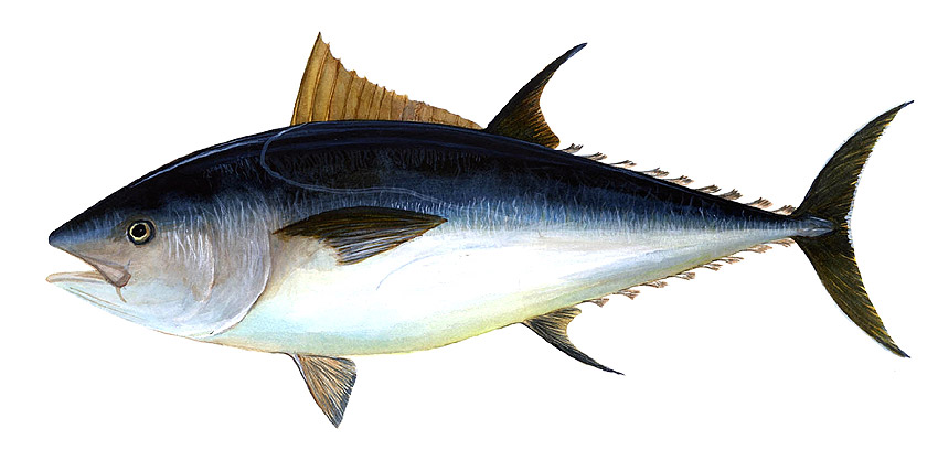 tuna