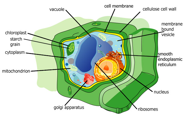 plant cell with labelled organelles