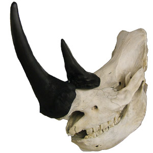 Rhinocerus skull