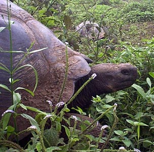 Galapagos giant tortoise