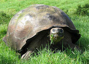 Galapagos giant tortoise