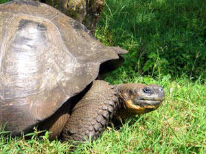 Giant Galapagos tortoise