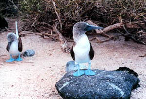 Blue footed boobies