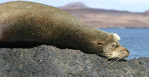 Dozing sealion