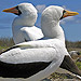 Gentoo penguin