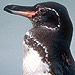 Gentoo penguin