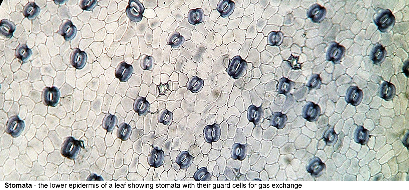 stomata - The lower epidermis of a leaf showing stomata with their guard 
  cells. These structures control the exchange of gases in the leaf and 
  limit water loss