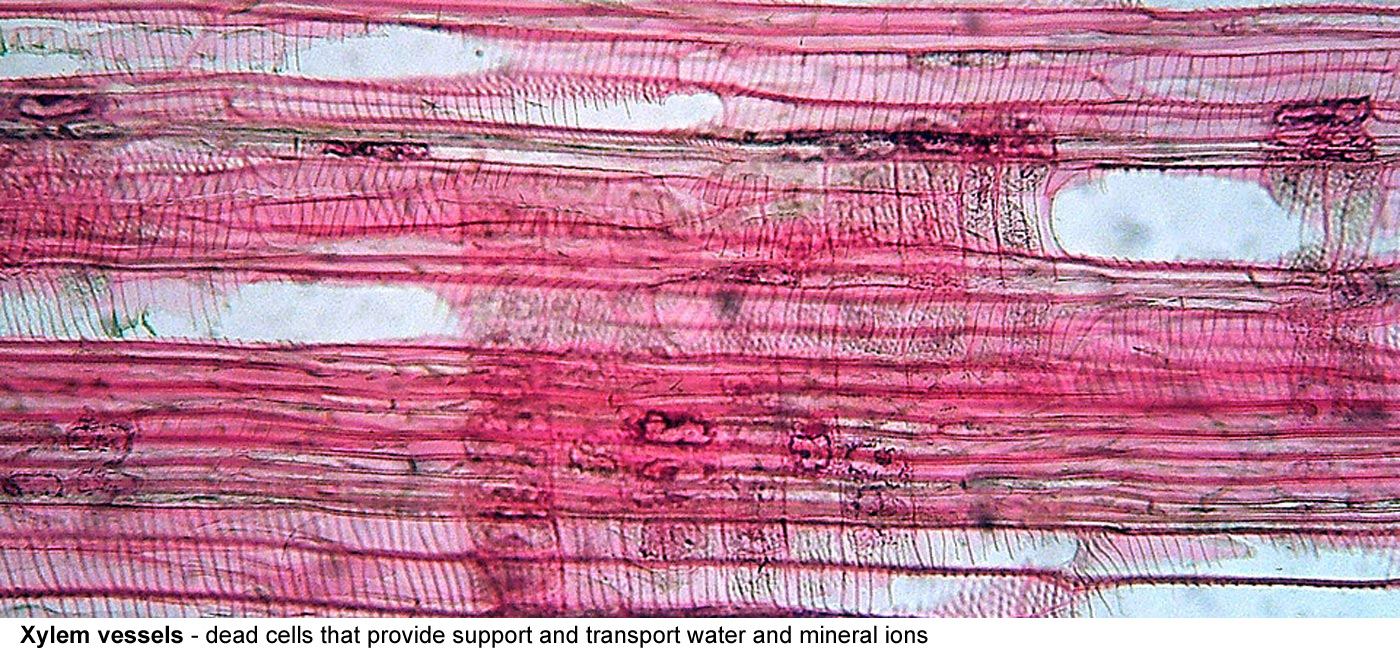 Xylem vessels in Tilia (lime) wood - Xylem vessels are dead cells that provide support and transport 
  water and mineral ions. Annular (ring) and spiral thickenings of lignin can be 
  seen