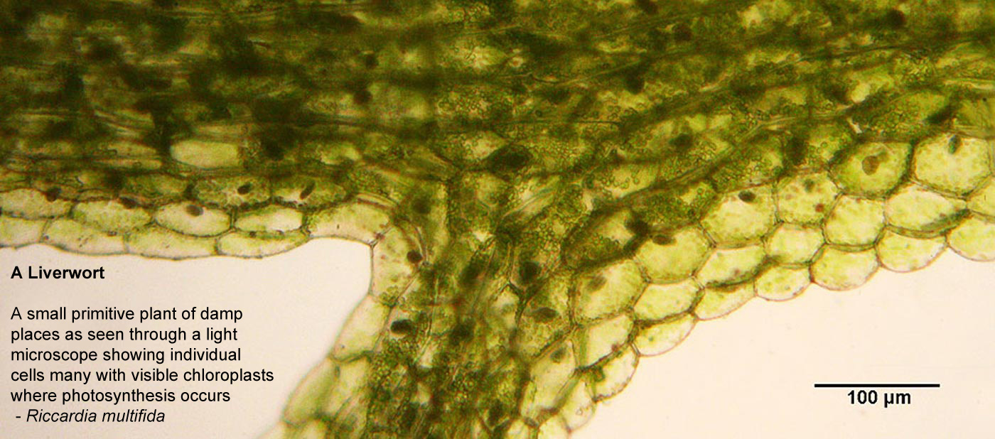 Liverwort - A small primitive plant of damp places 
		as seen through a light microscope showing individual cells many with visible 
		chloroplasts where photosynthesis occurs - Riccardia multifida