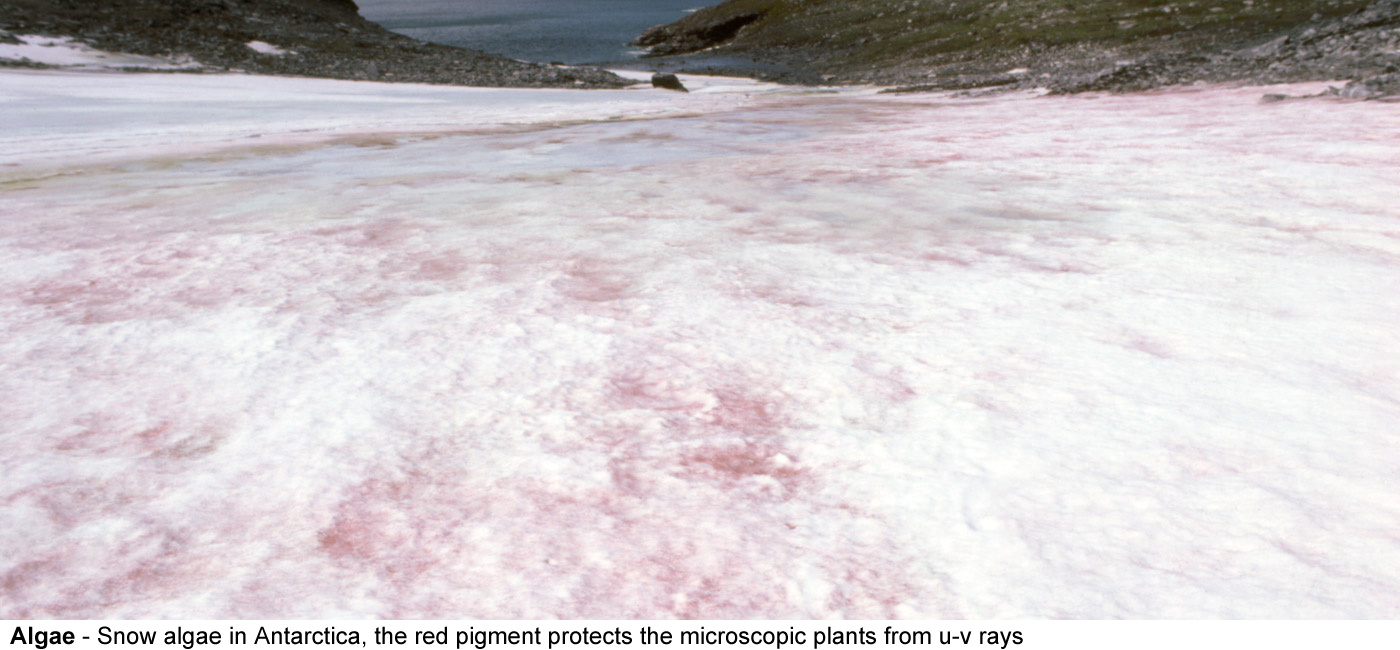 Algae - Snow algae growing on an icy slope in Antarctica, the red pigment 
  protects the microscopic plants from u-v rays
