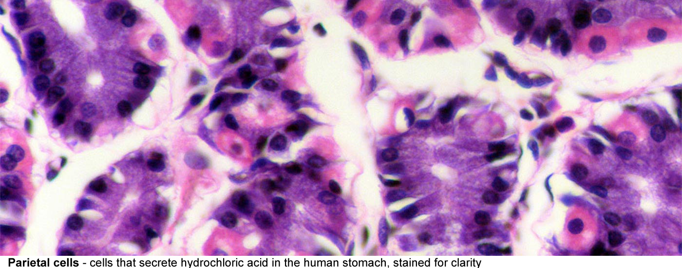 Parietal cells Cells that secrete hydrochloric<br>acid in the 
								human stomach