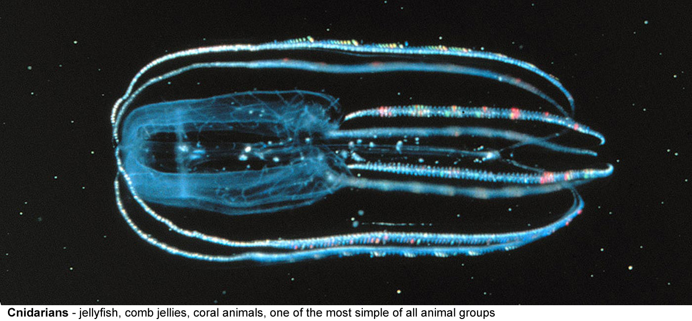 Cnidarians - jellyfish comb 
							jellies coral animals one of the most simple of all animal groups, 
								they make up to 40% of the animal biomass of 
								the oceans. This is a Ctenophore or comb jelly, 
								about 20cm long.