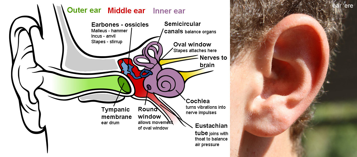 Hearing and balance - the ear