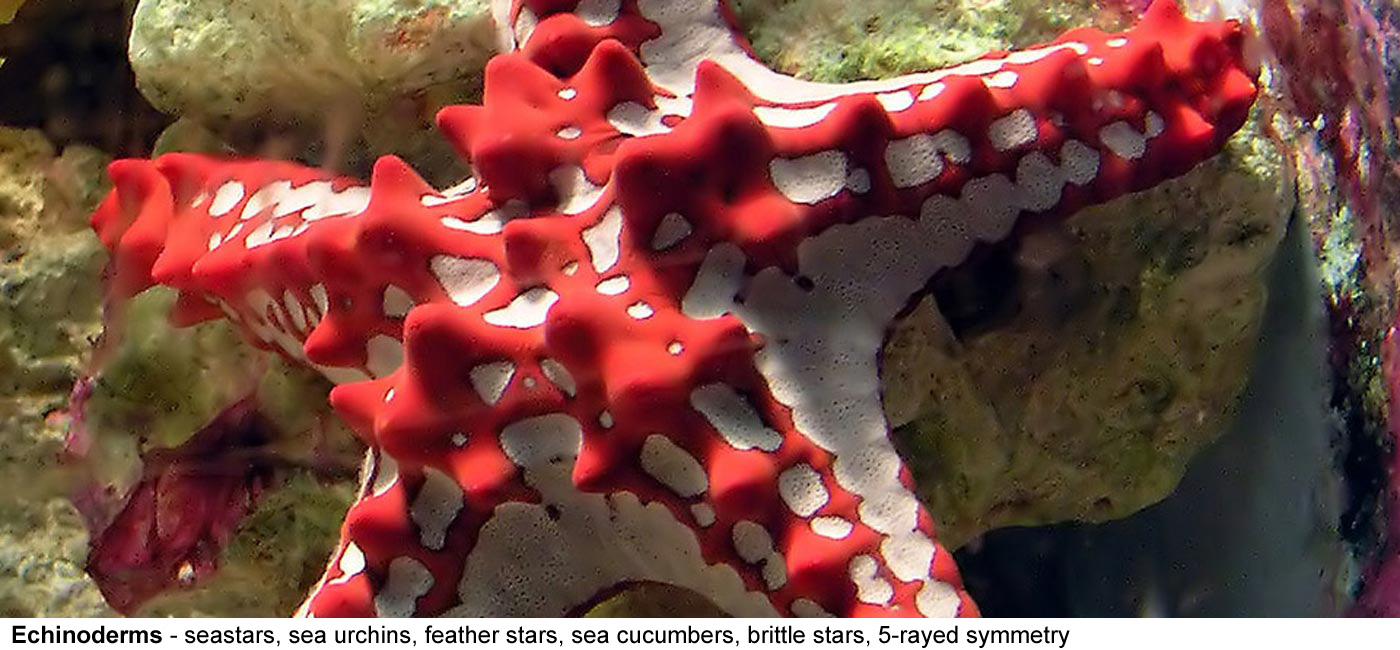 Echinoderms - starfish sea 
							urchins feather stars sea cucumbers brittle 
							stars - Marine animals with a unique 5-rayed symmetry 
								or pentametry, this is a 15cm tropical starfish.