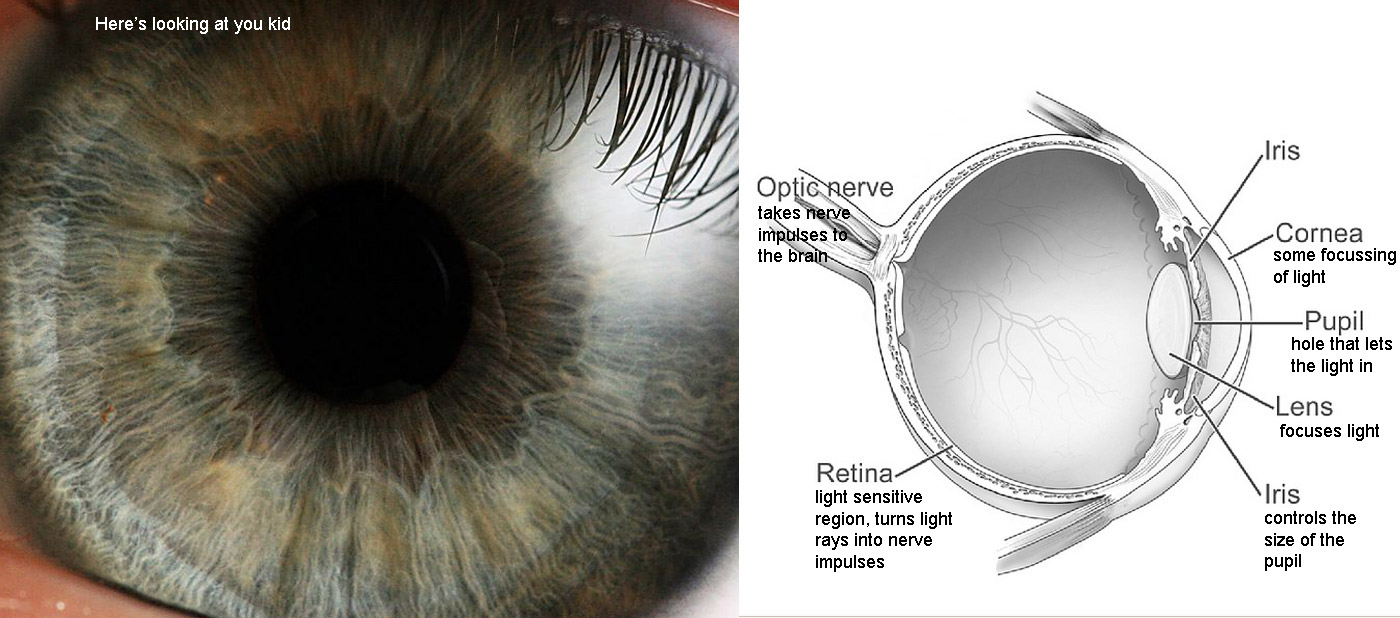 Sight - the eye