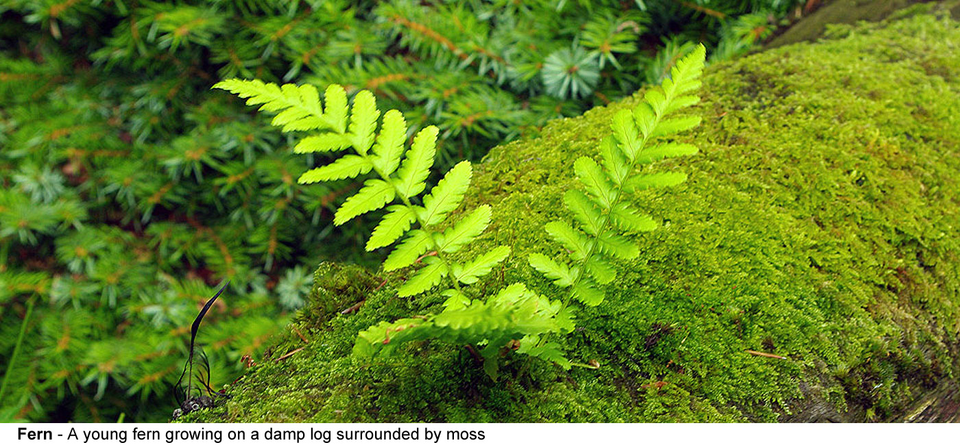 Fern - A young fern growing on a damp log surrounded by moss