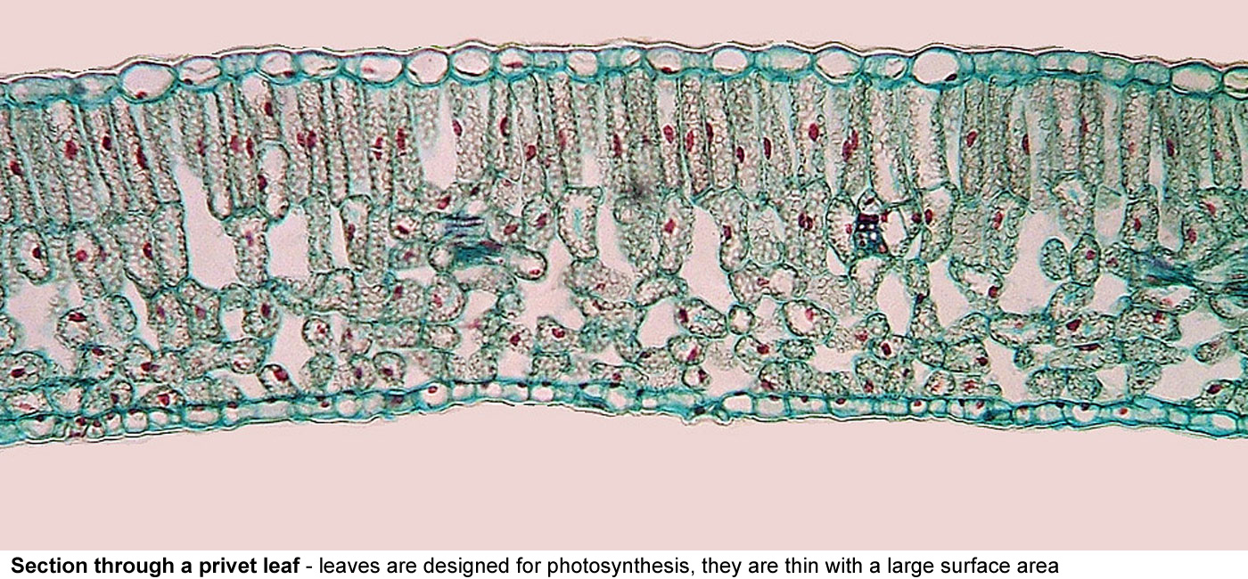 Section through a privet leaf - Leaves are designed for photosynthesis, they are thin with a large surface 
  area, have lots of chloroplasts, waterproof upper and lower epidermis, stomata under the leaf for gas exchange but to limit water loss and air spaces in the leaf for gas exchange