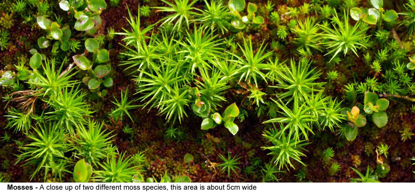 Mosses - A close up of two different moss species, this area is about 5cm 
  wide