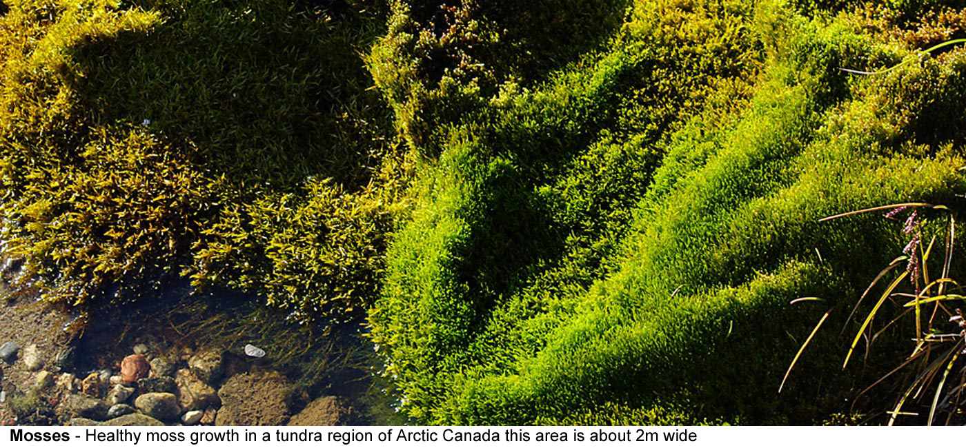 Mosses - This healthy growth of mosses is in a tundra region of Arctic 
  Canada this area is about 2m wide